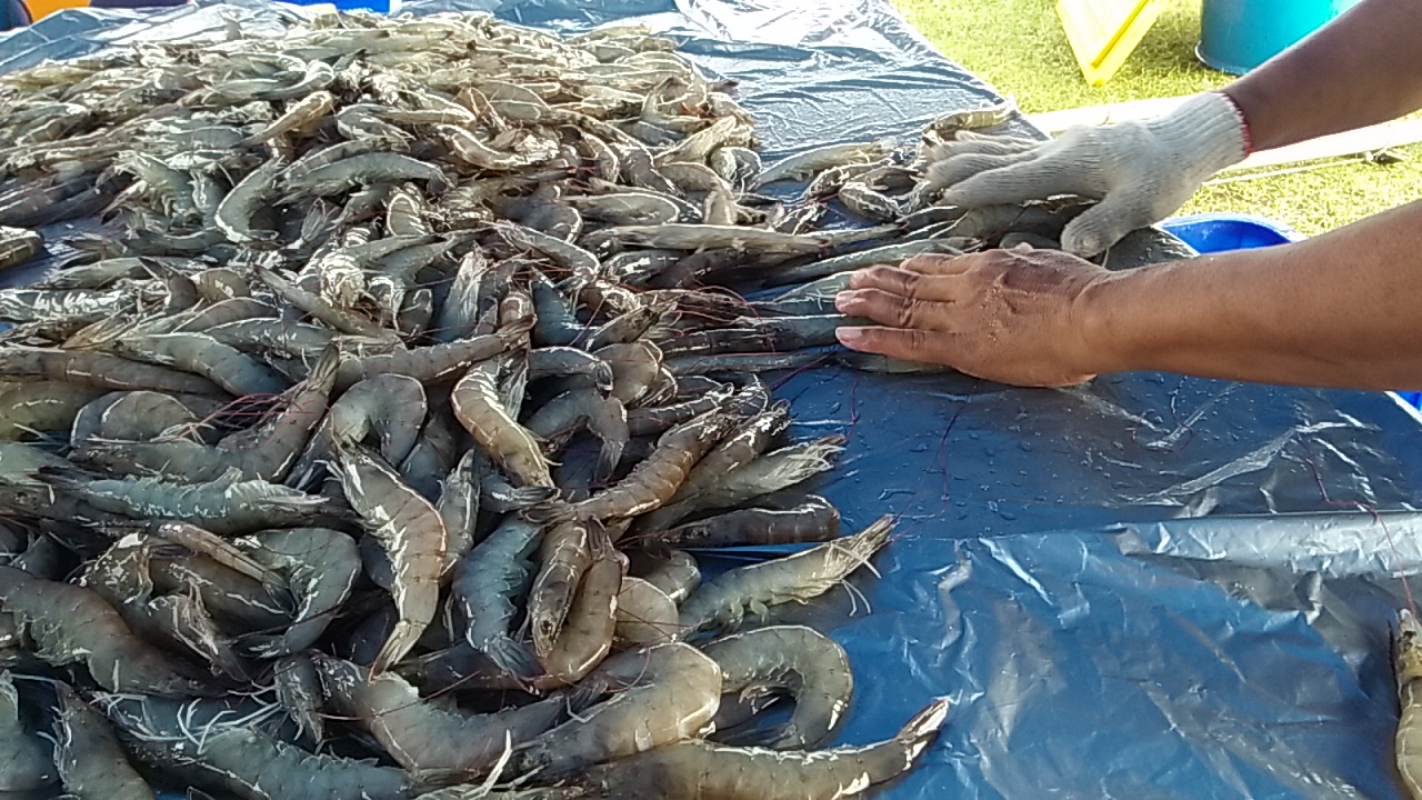 sustainable aquaculture