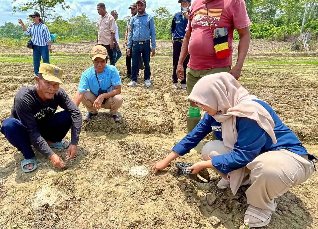 TEP UNDIP Perkuat Kapasitas Petani Woslay melalui praktik penanaman langsung di lahan demplot percontohan.